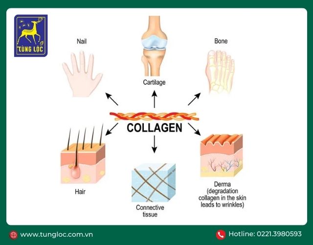 collagen la gi