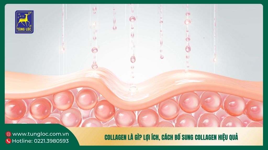 Collagen là gì? Lợi ích, cách bổ sung collagen hiệu quả cho da và sức khỏe 1 Collagen